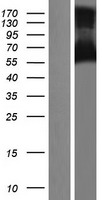 TBC1D10A Protein - Western validation with an anti-DDK antibody * L: Control HEK293 lysate R: Over-expression lysate