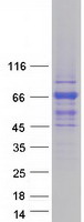 TBC1D10A Protein - Purified recombinant protein TBC1D10A was analyzed by SDS-PAGE gel and Coomassie Blue Staining