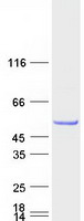 TBC1D10C / CARABIN Protein - Purified recombinant protein TBC1D10C was analyzed by SDS-PAGE gel and Coomassie Blue Staining