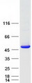 TBC1D13 Protein - Purified recombinant protein TBC1D13 was analyzed by SDS-PAGE gel and Coomassie Blue Staining
