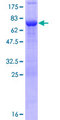 TBC1D16 Protein - 12.5% SDS-PAGE of human TBC1D16 stained with Coomassie Blue