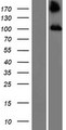 TBC1D2 Protein - Western validation with an anti-DDK antibody * L: Control HEK293 lysate R: Over-expression lysate
