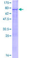 TBC1D2 Protein - 12.5% SDS-PAGE of human TBC1D2 stained with Coomassie Blue