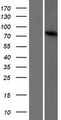 TBC1D23 Protein - Western validation with an anti-DDK antibody * L: Control HEK293 lysate R: Over-expression lysate