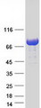 TBC1D25 Protein - Purified recombinant protein TBC1D25 was analyzed by SDS-PAGE gel and Coomassie Blue Staining