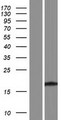 TBC1D29 Protein - Western validation with an anti-DDK antibody * L: Control HEK293 lysate R: Over-expression lysate