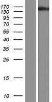 TBC1D32 / C6orf170 Protein - Western validation with an anti-DDK antibody * L: Control HEK293 lysate R: Over-expression lysate