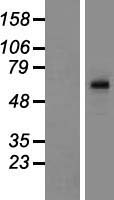 TBC1D3C Protein - Western validation with an anti-DDK antibody * L: Control HEK293 lysate R: Over-expression lysate
