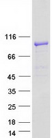 TBC1D5 Protein - Purified recombinant protein TBC1D5 was analyzed by SDS-PAGE gel and Coomassie Blue Staining