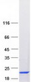 TBCA Protein - Purified recombinant protein TBCA was analyzed by SDS-PAGE gel and Coomassie Blue Staining