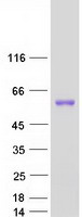TBCEL / E-Like Protein - Purified recombinant protein TBCEL was analyzed by SDS-PAGE gel and Coomassie Blue Staining