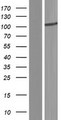 TBCK / TBCKL Protein - Western validation with an anti-DDK antibody * L: Control HEK293 lysate R: Over-expression lysate