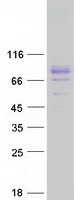 TBKBP1 Protein - Purified recombinant protein TBKBP1 was analyzed by SDS-PAGE gel and Coomassie Blue Staining