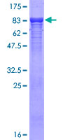 TBL1X / TBL1 Protein - 12.5% SDS-PAGE of human TBL1X stained with Coomassie Blue