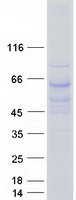 TBL1X / TBL1 Protein - Purified recombinant protein TBL1X was analyzed by SDS-PAGE gel and Coomassie Blue Staining