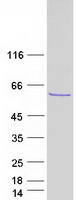 TBL1Y / TBL1 Protein - Purified recombinant protein TBL1Y was analyzed by SDS-PAGE gel and Coomassie Blue Staining