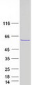 TBL1Y / TBL1 Protein - Purified recombinant protein TBL1Y was analyzed by SDS-PAGE gel and Coomassie Blue Staining