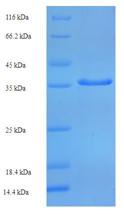 TBPL1 / TRF2 Protein