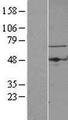 TBRG4 Protein - Western validation with an anti-DDK antibody * L: Control HEK293 lysate R: Over-expression lysate
