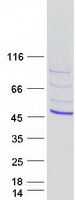 TBX10 Protein - Purified recombinant protein TBX10 was analyzed by SDS-PAGE gel and Coomassie Blue Staining