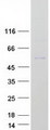 TBX19 / TPIT Protein - Purified recombinant protein TBX19 was analyzed by SDS-PAGE gel and Coomassie Blue Staining
