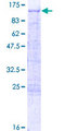 TBX2 Protein - 12.5% SDS-PAGE of human TBX2 stained with Coomassie Blue