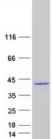 TBX20 Protein - Purified recombinant protein TBX20 was analyzed by SDS-PAGE gel and Coomassie Blue Staining