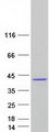 TBX20 Protein - Purified recombinant protein TBX20 was analyzed by SDS-PAGE gel and Coomassie Blue Staining