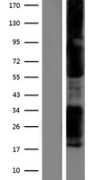TBX21 / T-bet Protein - Western validation with an anti-DDK antibody * L: Control HEK293 lysate R: Over-expression lysate