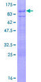 TBX21 / T-bet Protein - 12.5% SDS-PAGE of human TBX21 stained with Coomassie Blue