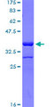TBX21 / T-bet Protein - 12.5% SDS-PAGE Stained with Coomassie Blue.