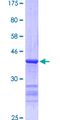 TBX21 / T-bet Protein - 12.5% SDS-PAGE Stained with Coomassie Blue.