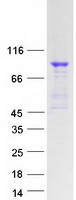 TBX3 Protein - Purified recombinant protein TBX3 was analyzed by SDS-PAGE gel and Coomassie Blue Staining