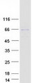 TBX5 Protein - Purified recombinant protein TBX5 was analyzed by SDS-PAGE gel and Coomassie Blue Staining