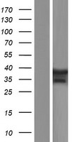 TBX6 Protein - Western validation with an anti-DDK antibody * L: Control HEK293 lysate R: Over-expression lysate