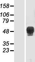 TBX6 Protein - Western validation with an anti-DDK antibody * L: Control HEK293 lysate R: Over-expression lysate