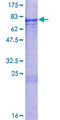 TBX6 Protein - 12.5% SDS-PAGE of human TBX6 stained with Coomassie Blue