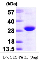 TC21 / RRAS2 Protein