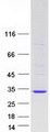 TC21 / RRAS2 Protein - Purified recombinant protein RRAS2 was analyzed by SDS-PAGE gel and Coomassie Blue Staining
