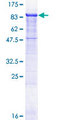 TCAB1 / WDR79 Protein - 12.5% SDS-PAGE of human WDR79 stained with Coomassie Blue