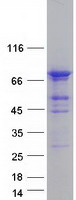 TCAB1 / WDR79 Protein - Purified recombinant protein WRAP53 was analyzed by SDS-PAGE gel and Coomassie Blue Staining