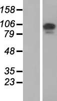 TCAF1 / FAM115A Protein - Western validation with an anti-DDK antibody * L: Control HEK293 lysate R: Over-expression lysate