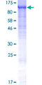 TCAF1 / FAM115A Protein - 12.5% SDS-PAGE of human FAM115A stained with Coomassie Blue