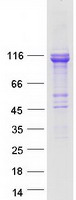TCAF1 / FAM115A Protein - Purified recombinant protein TCAF1 was analyzed by SDS-PAGE gel and Coomassie Blue Staining