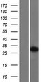 TCEA1 / TFIIS Protein - Western validation with an anti-DDK antibody * L: Control HEK293 lysate R: Over-expression lysate