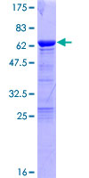 TCEA1 / TFIIS Protein - 12.5% SDS-PAGE of human TCEA1 stained with Coomassie Blue