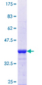 TCEA2 / TFIIS Protein - 12.5% SDS-PAGE Stained with Coomassie Blue.