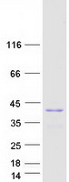 TCEA2 / TFIIS Protein - Purified recombinant protein TCEA2 was analyzed by SDS-PAGE gel and Coomassie Blue Staining