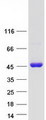 TCEA3 Protein - Purified recombinant protein TCEA3 was analyzed by SDS-PAGE gel and Coomassie Blue Staining