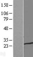 TCEAL1 Protein - Western validation with an anti-DDK antibody * L: Control HEK293 lysate R: Over-expression lysate